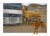 NCLSUN_34_truck_dog