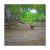 NCLSUN_48_Guatemala_cock_of_the_walk